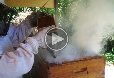 Miniature video tirage miel